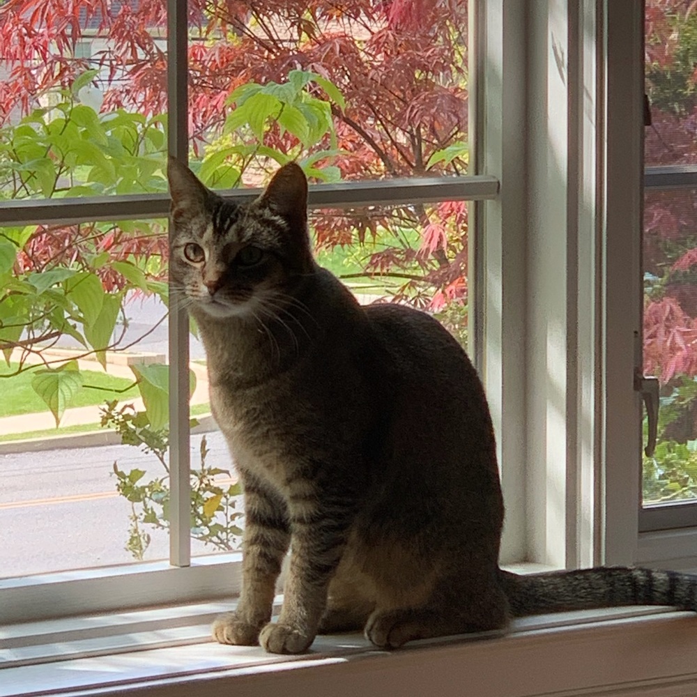 Meet your Posher, Patty